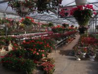 greenhouse 2012 001